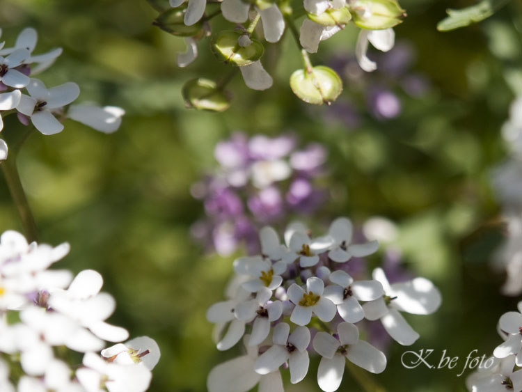 Bittere Schleifenblume