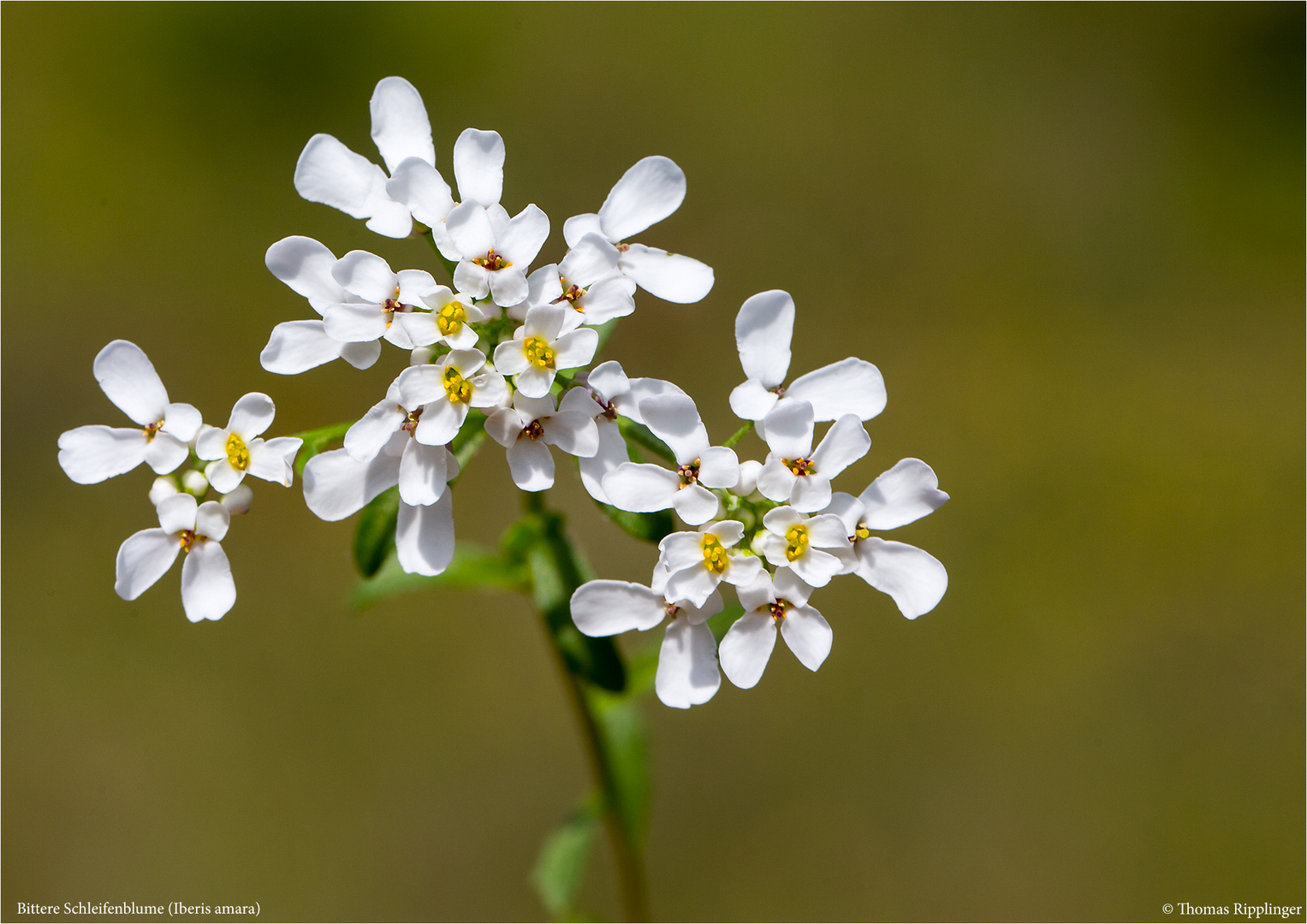 Bittere Schleifenblume (Iberis amara) ..