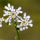 Bittere Schleifenblume (Iberis amara) ..