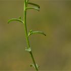 Bittere Schleifenblume (Iberis amara).......