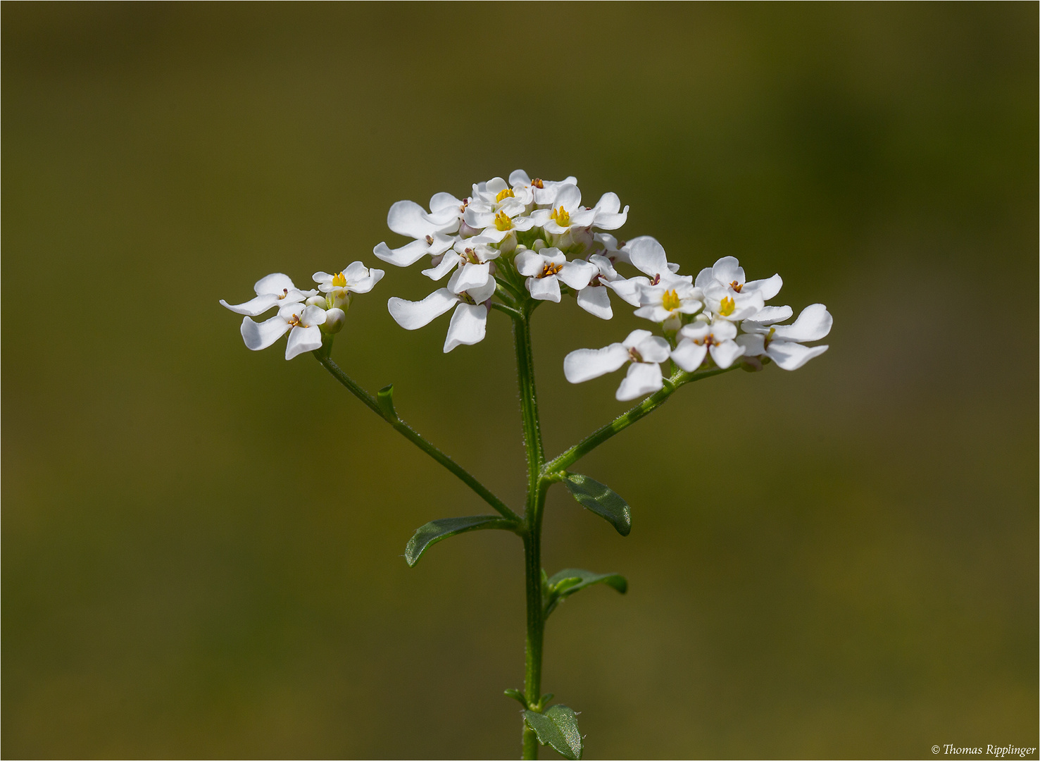 Bittere Schleifenblume (Iberis amara)......