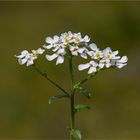 Bittere Schleifenblume (Iberis amara)......