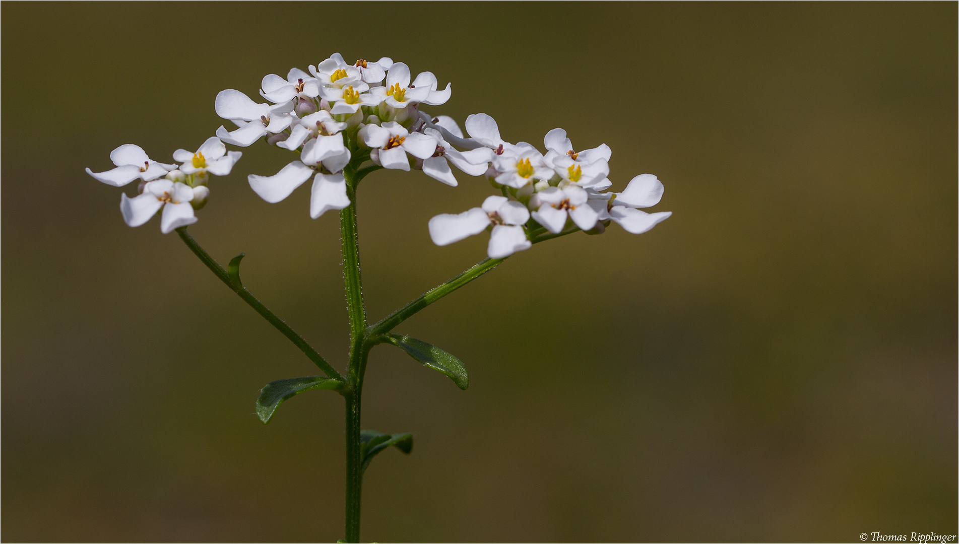 Bittere Schleifenblume (Iberis amara).....