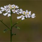 Bittere Schleifenblume (Iberis amara).....