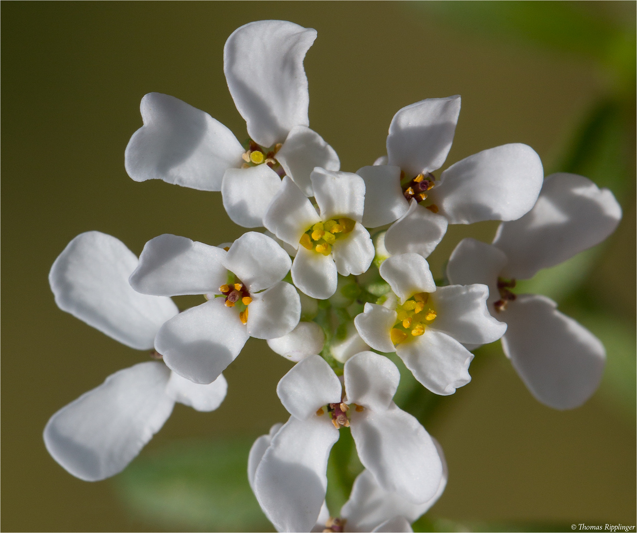 Bittere Schleifenblume (Iberis amara).........