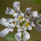 Bittere Schleifenblume (Iberis amara).........