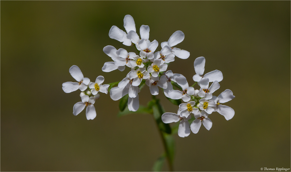 Bittere Schleifenblume (Iberis amara)