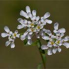 Bittere Schleifenblume (Iberis amara)