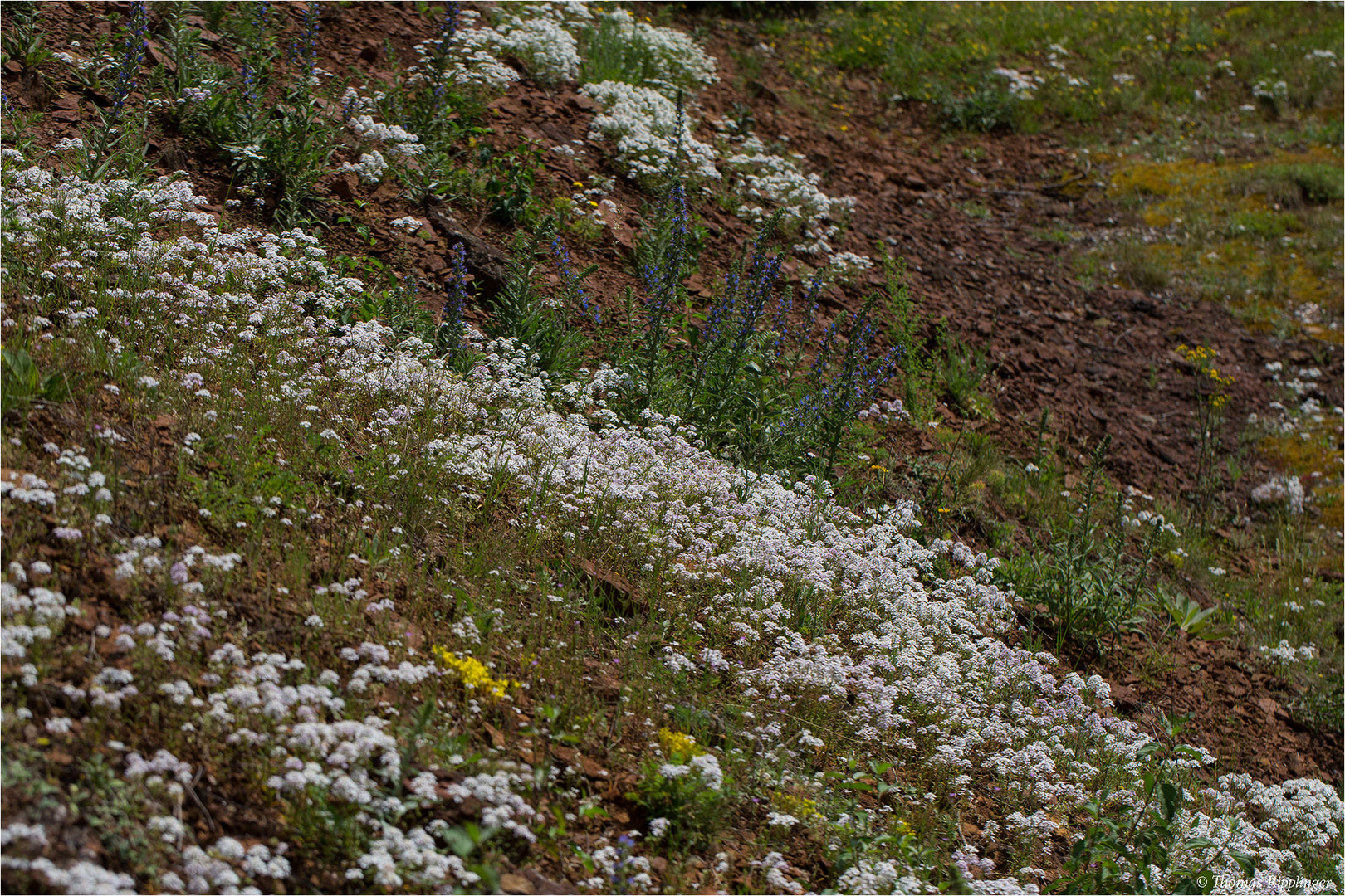 Bittere Schleifenblume (Iberis amara)