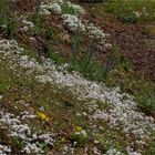 Bittere Schleifenblume (Iberis amara)