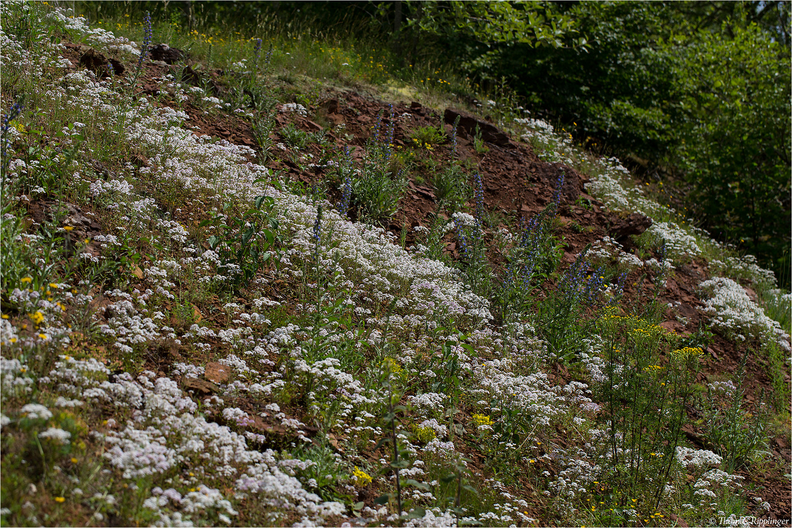 Bittere Schleifenblume (Iberis amara)...........