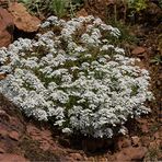 Bittere Schleifenblume (Iberis amara).