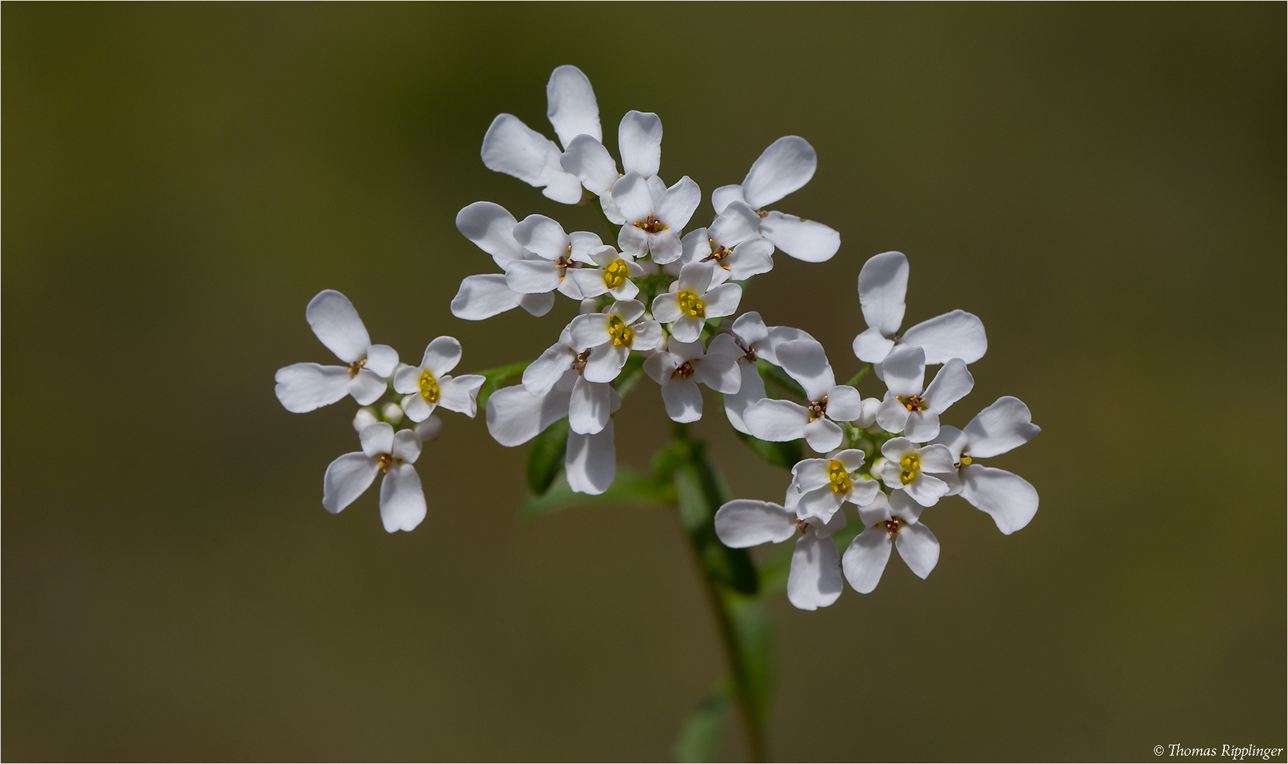 Bittere Schleifenblume (Iberis amara).