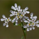 Bittere Schleifenblume (Iberis amara).