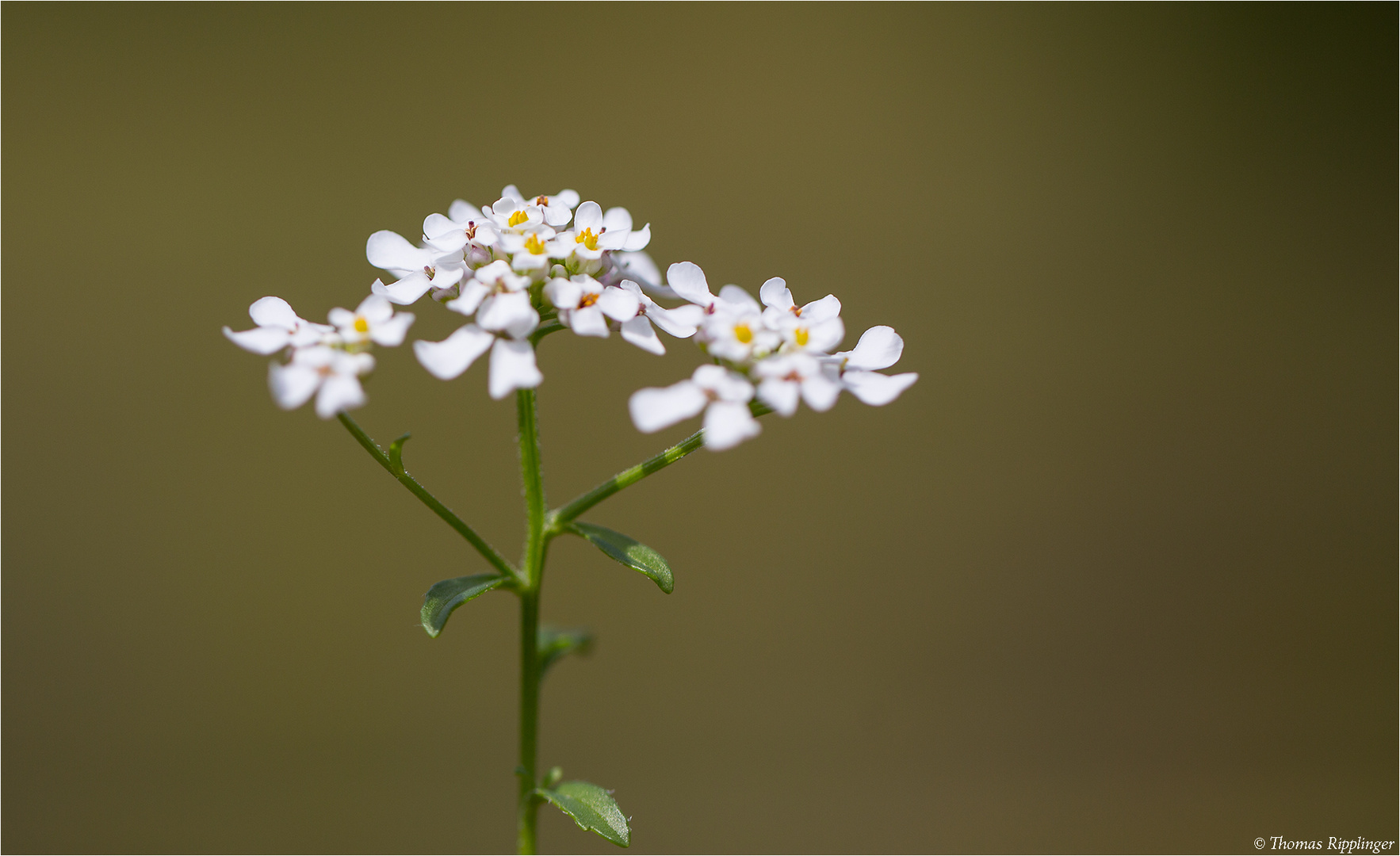 Bittere Schleifenblume (Iberis amara)...