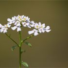 Bittere Schleifenblume (Iberis amara)...