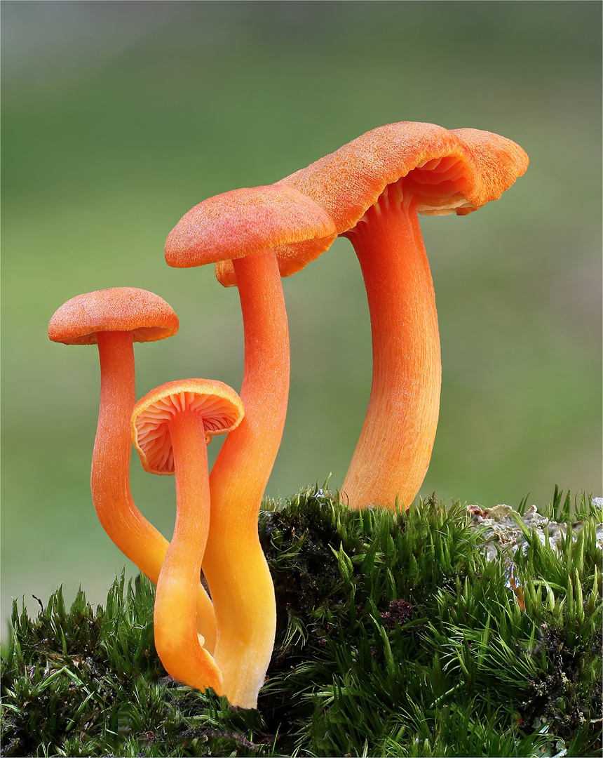  Bitterer Saftling (Hygrocybe mucronella, syn. H. reae)