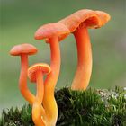  Bitterer Saftling (Hygrocybe mucronella, syn. H. reae)