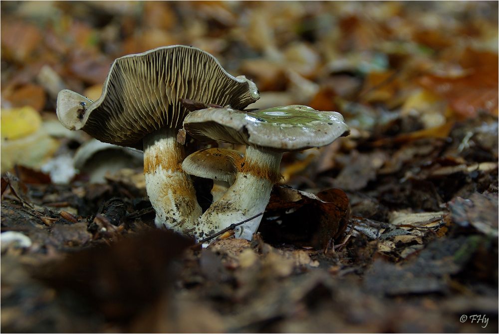 Bitterer Schleimkopf - Cortinarius infractus