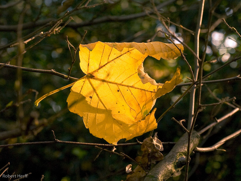 Bitteres Herbstgold