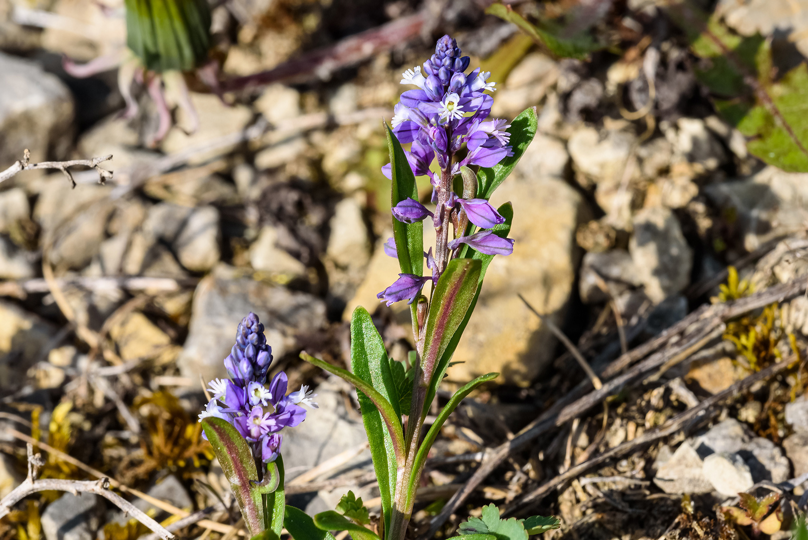 Bitteres Kreuzblümchen (wirklich bitter)