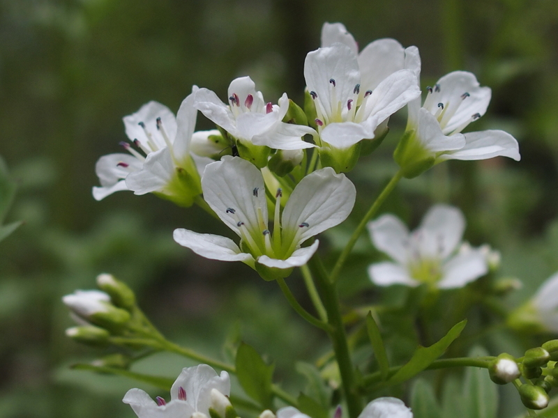 Bitteres Schaumkraut 'Cardamine amara'