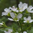 Bitteres Schaumkraut 'Cardamine amara'