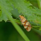 Bitterkraut-Wurzelwickler (Aethes tesserana)