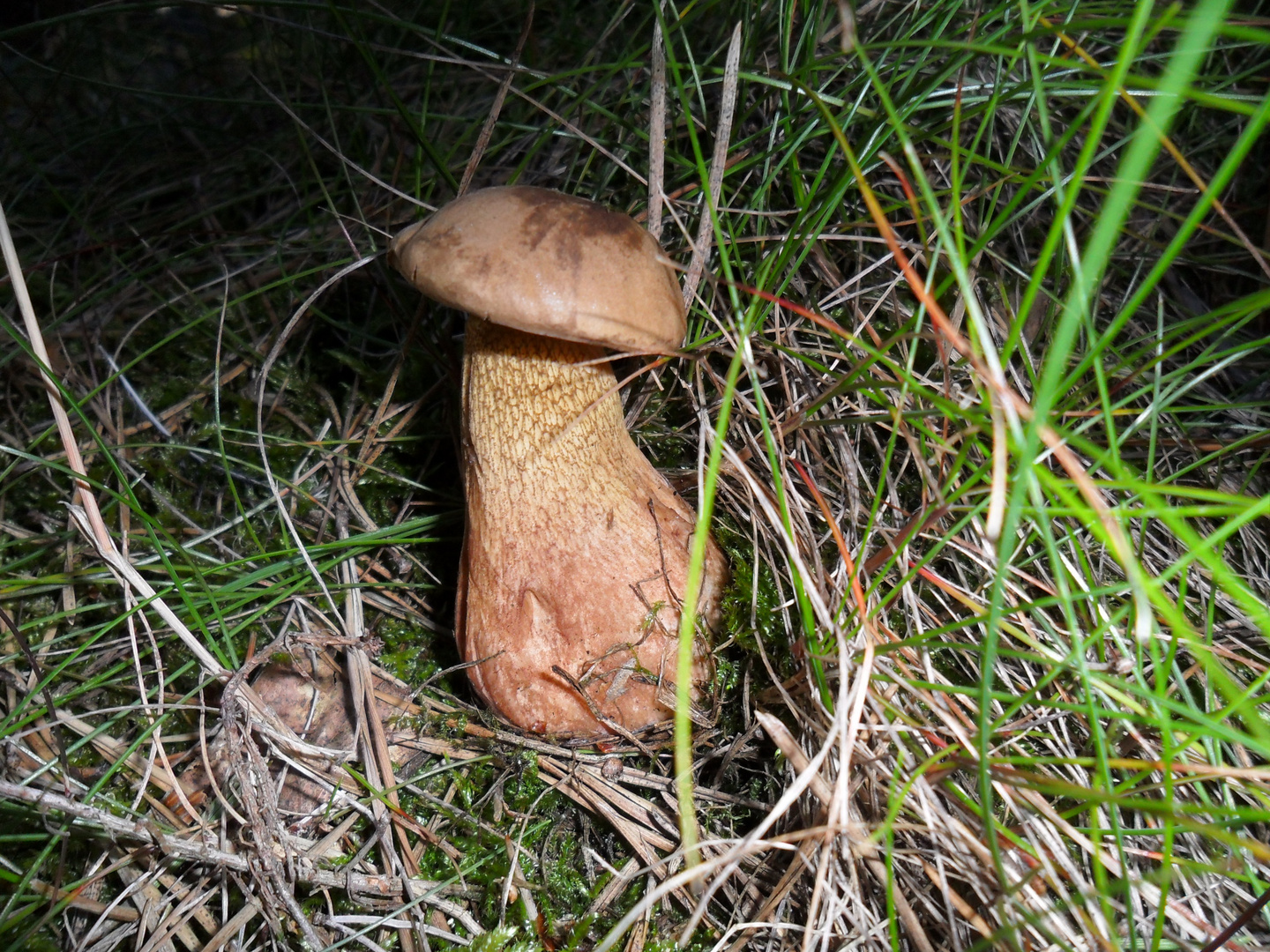 Pilze Bitterling Pilze Bitterling