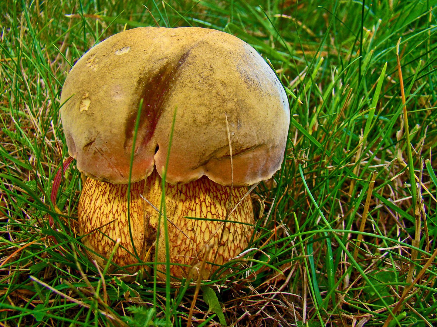 Bitterling Pilz Bitterling Pilz