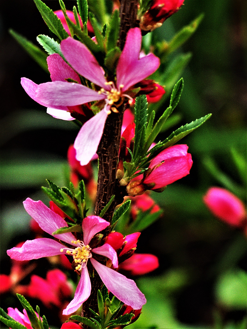 Bittermandelblüten-als-Mittwochsblümchen 