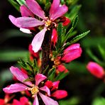 Bittermandelblüten-als-Mittwochsblümchen 