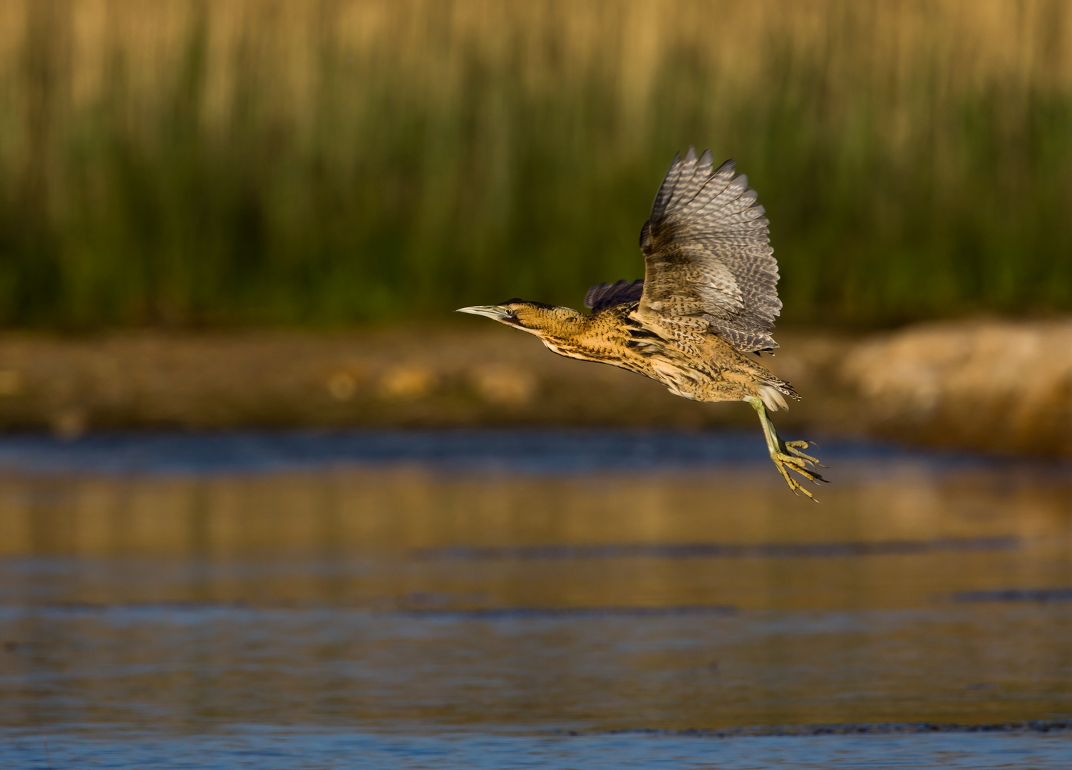 bittern