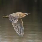 Bittern