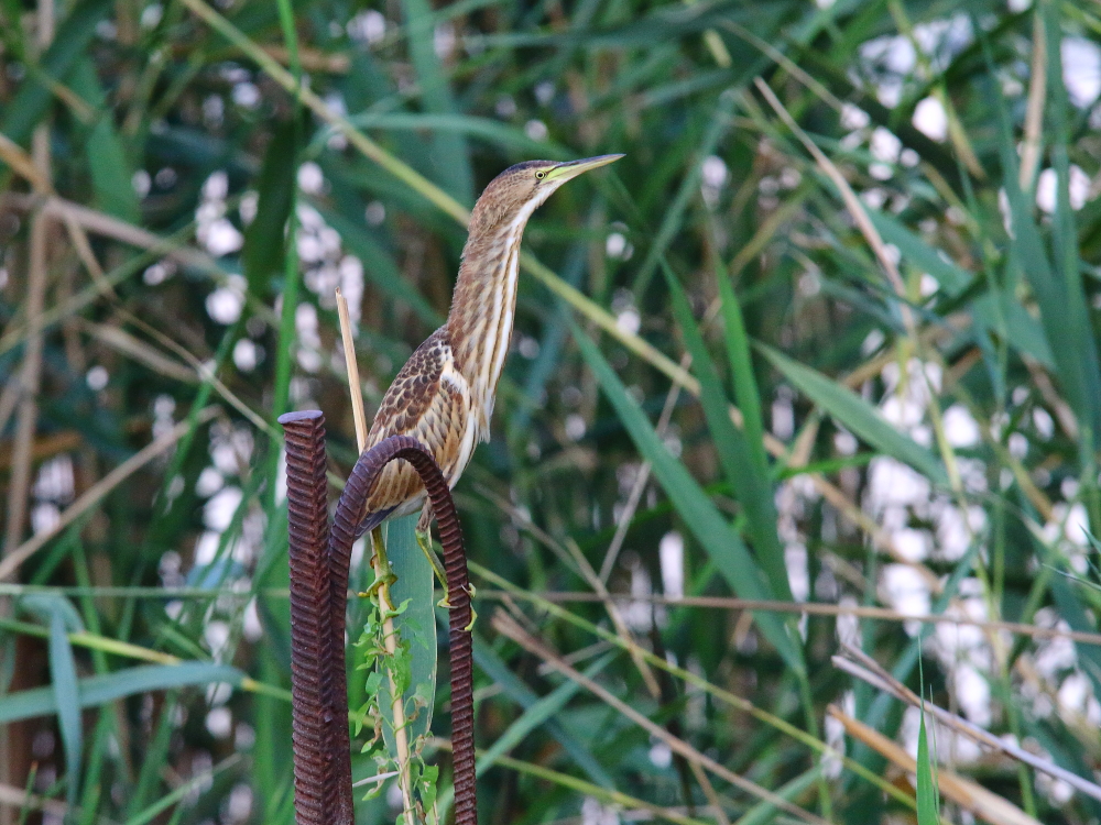 Bittern