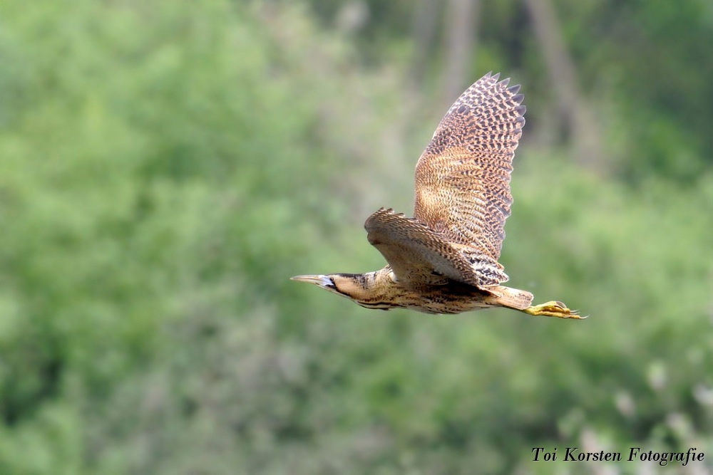 Bittern im Flucht