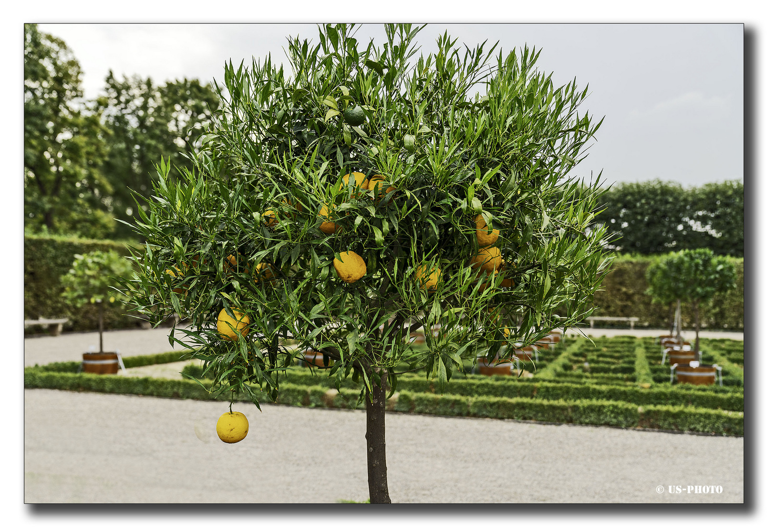 Bitterorange - Schlosspark Herrenhausen