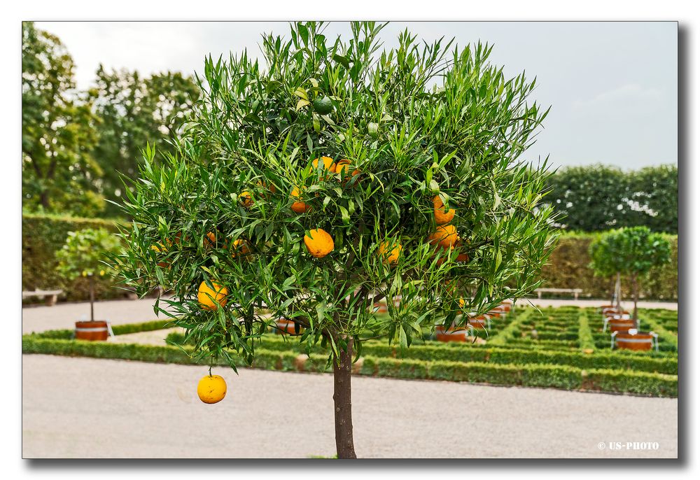 Bitterorange - Schlosspark Herrenhausen