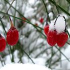 Bittersüße Nachtschatten im Schnee