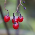 Bittersüßer Nachtschatten