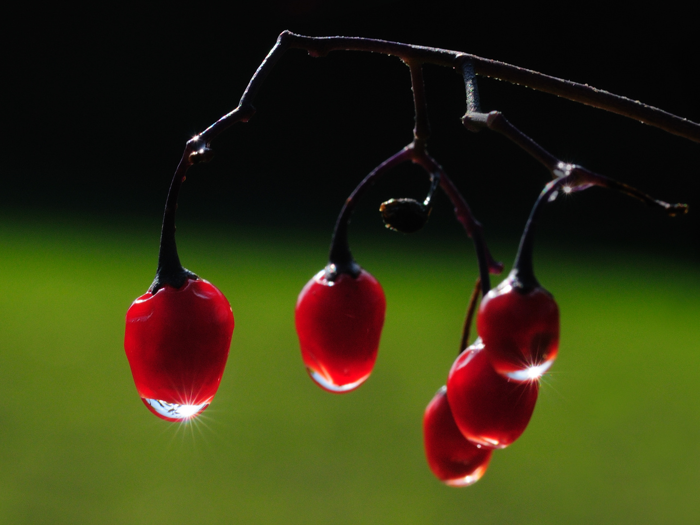 Bittersüßer Nachtschatten