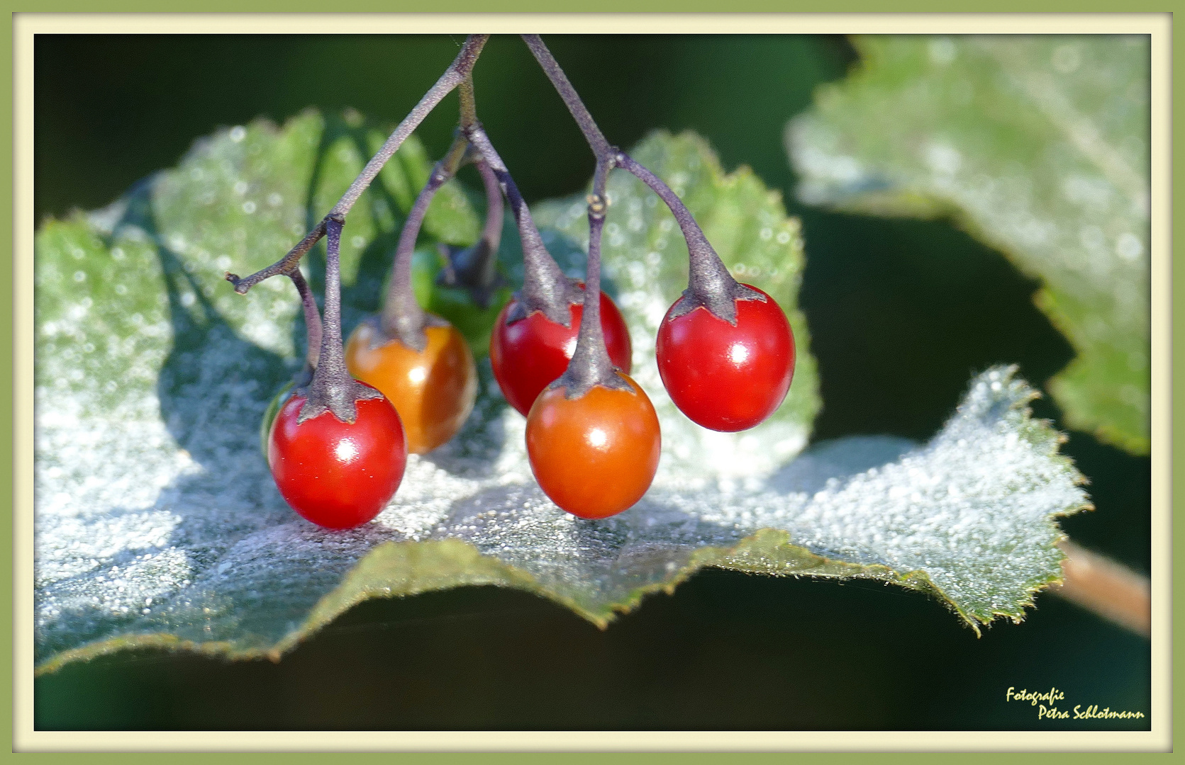 °°°° Bittersüßer Nachtschatten °°°°