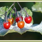 °°°° Bittersüßer Nachtschatten °°°°