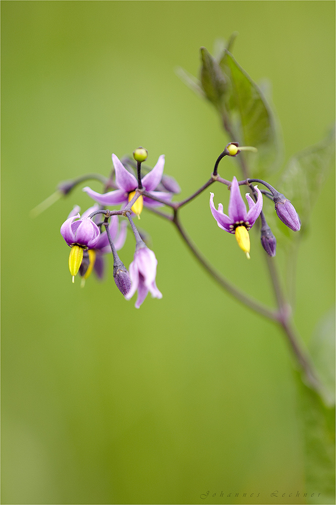 Bittersüßer Nachtschatten (Solanum dulcamara)