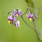 Bittersüßer Nachtschatten (Solanum dulcamara)