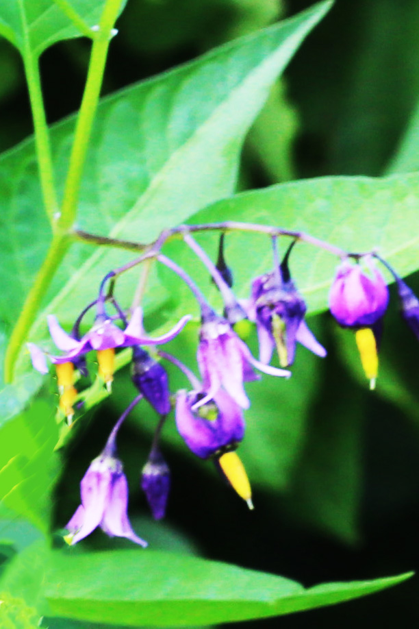 Bittersüßer Nachtschatten (Solanum dulcamara)