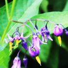 Bittersüßer Nachtschatten (Solanum dulcamara)