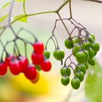 Bittersüßer Nachtschatten (Solanum dulcamara)