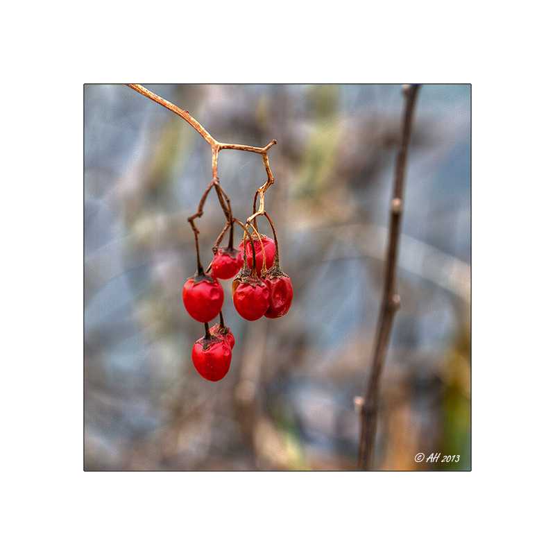 Bittersüßer Nachtschatten (Solanum dulcamara)