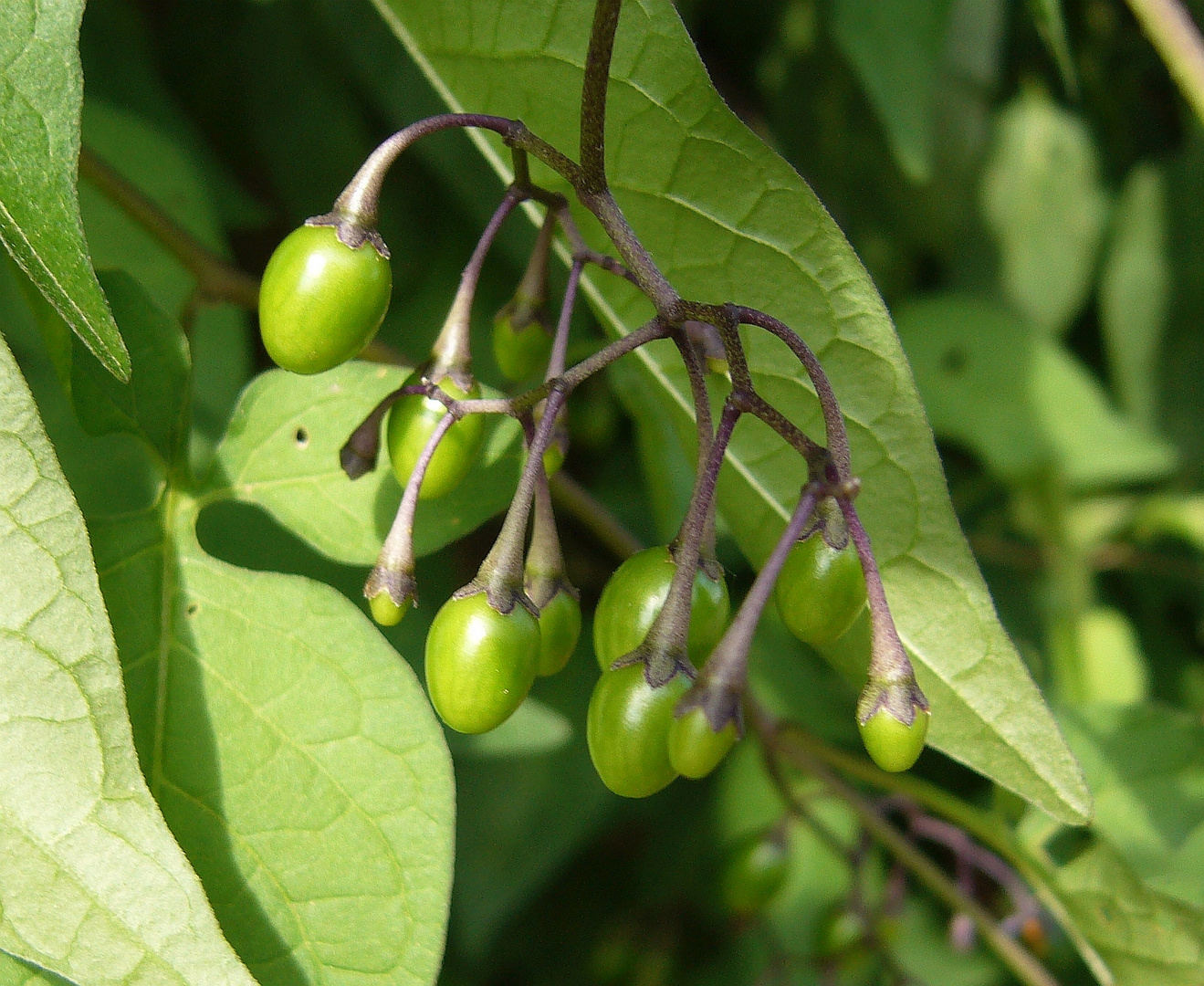 Bittersüßer Nachtschatten (Solanum dulcamara)